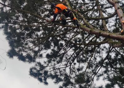Kácení borovice u Blížejova